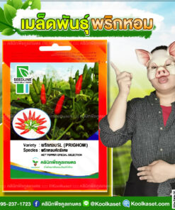 พันธุ์ผัก พริกหอม คัดพิเศษ SL ซีดไลน์ ผลเล็กเรียว ปลูกง่าย ให้ผลผลิตเยอะ คลินิกพืชคูลเกษตร