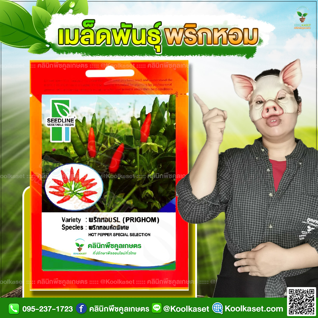 68 ปกซองเมล็ดผัก พริกหอม JPG80