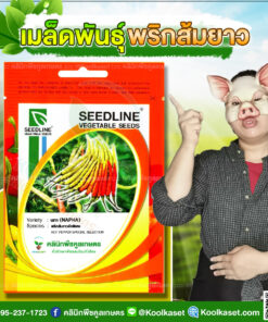พันธุ์ผัก พริกส้มยาว นภา SL ซีดไลน์ ผลยาว เนื้อผลหนา ผลสุก ส้มอมแดง ทนโรคดี คลินิกพืชคูลเกษตร