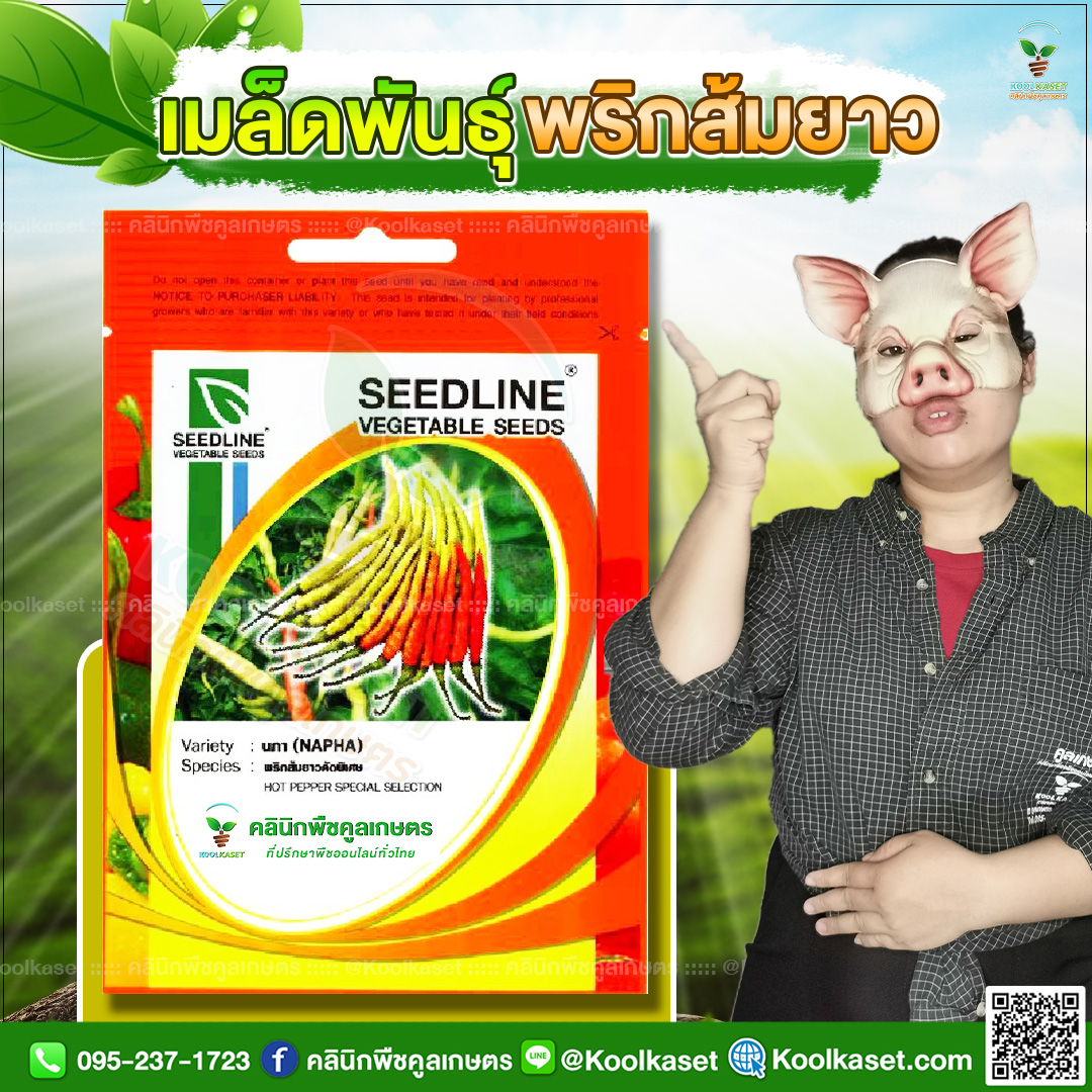 69 ปกซองเมล็ดผัก พริกส้มยาว