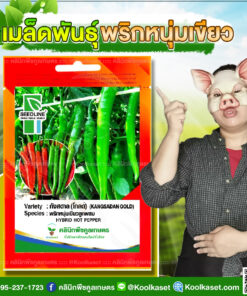 พันธุ์ผัก พริกหนุ่มเขียว กังสดาล SLซีดไลน์  โตไว ติดผลดก ลูกยาว น้ำหนักดี คลินิกพืชคูลเกษตร