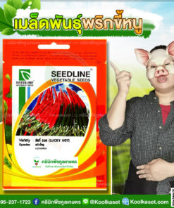 พันธุ์ผัก พริกขี้หนู ลักกี้ฮอท SL ซีดไลน์ ติดผลดก ผลสุก สีแดงสด ผลยาว น้ำหนักดี คลินิกพืชคูลเกษตร