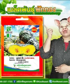 พันธุ์ผัก ฟักทองลูกผสม ซูเปอร์บิ๊ก (SUPER BIG) ต้นใหญ่ แข็งแรง ผลสม่ำเสมอ ทนโรคดี คลินิกพืชคูลเกษตร