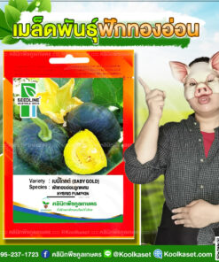 พันธุ์ผัก ฟักทองอ่อน เบบี้โกลด์ SL ซีดไลน์ ต้นแข็งแรง ปลูกง่าย โตไว ทรงผลสวย เหลืองสด คลินิกพืชคูลเกษตร