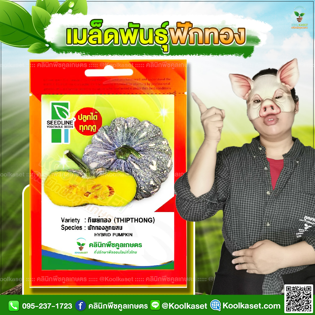 77 ปกซองเมล็ดผัก ฟักทอง JPG80