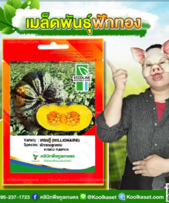 พันธุ์ผัก ฟักทอง เศรษฐี (MILLIONAIRE) ผลดก สีเขียวเข้ม เนื้อผลหนา สีเหลืองสด รสชาติดี หวานมัน คลินิกพืชคูลเกษตร
