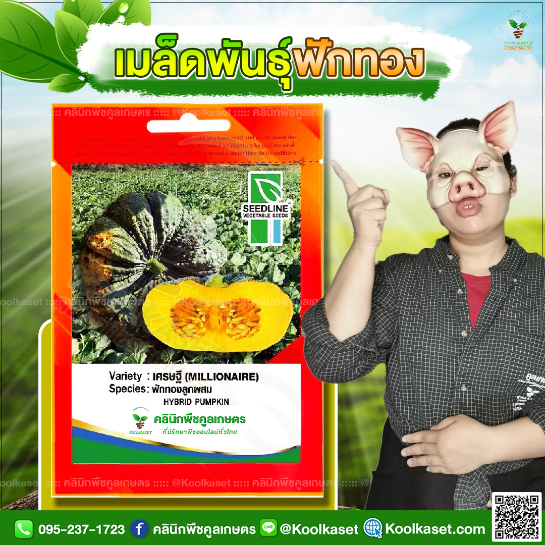 78 ปกซองเมล็ดผัก ฟักทอง JPG80