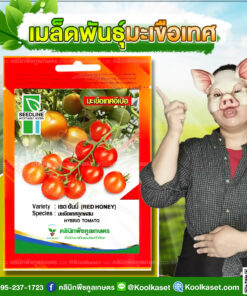 พันธุ์ผัก มะเขือเทศ เรดฮันนี่ SL ซีดไลน์ เนื้อแน่น หวานกรอบ ทรงกลม ติดผลดก คลินิกพืชคูลเกษตร