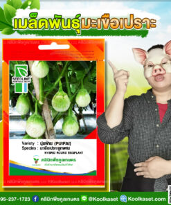 พันธุ์ผัก มะเขือเปราะ ปุยฝ้าย SL ซีดไลน์ ผลดก ทรงผลกลม สีเขียวอ่อน ขั้วใหญ่ ยาว เหนียว คลินิกพืชคูลเกษตร