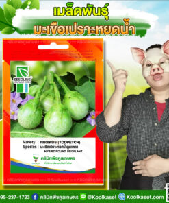 พันธุ์ผัก มะเขือเปราะ หยดน้ำ หยดเพชร SL ซีดไลน์ ทรงผลหยดน้ำสวย ผิวเรียบมัน สีเขียวสด รสชาติดี กรอบ คลินิกพืชคูลเกษตร