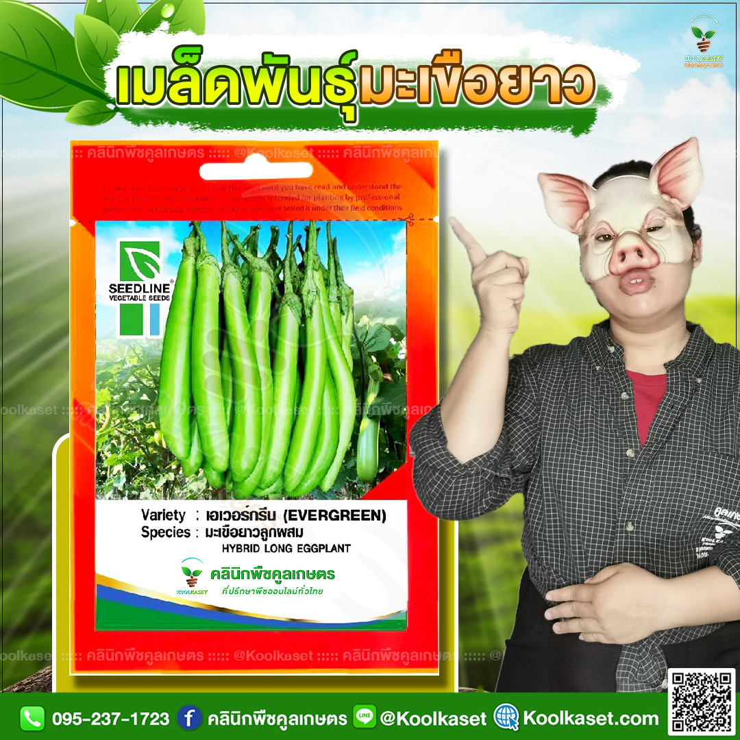 92 ปกซองเมล็ดผัก มะเขือยาว JPG80