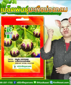 พันธุ์ผัก มะเขือม่วงกลม อัญชัน SL ซีดไลน์ ผลดก ทรงผลกลม ผิวเรียบมัน สีม่วง รสชาติดี คลินิกพืชคูลเกษตร