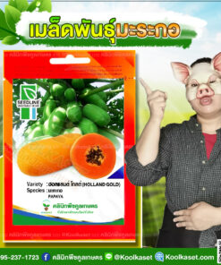 พันธุ์ผัก มะละกอ ฮอลแลนด์โกลด์ SL ซีดไลน์ ต้นแข็งแรง ผลดก เนื้อแน่น ผลสุก สีแดงส้ม คลินิกพืชคูลเกษตร