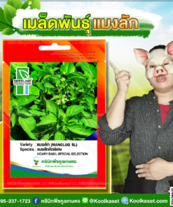 เมล็ดพันธุ์ผัก แมงลักคัดพิเศษ SL ซีดไลน์  โตไว ใบใหญ่ กลิ่นหอม หนักดี ปลูกได้ทั้งปี คลินิกพืชคูลเกษตร