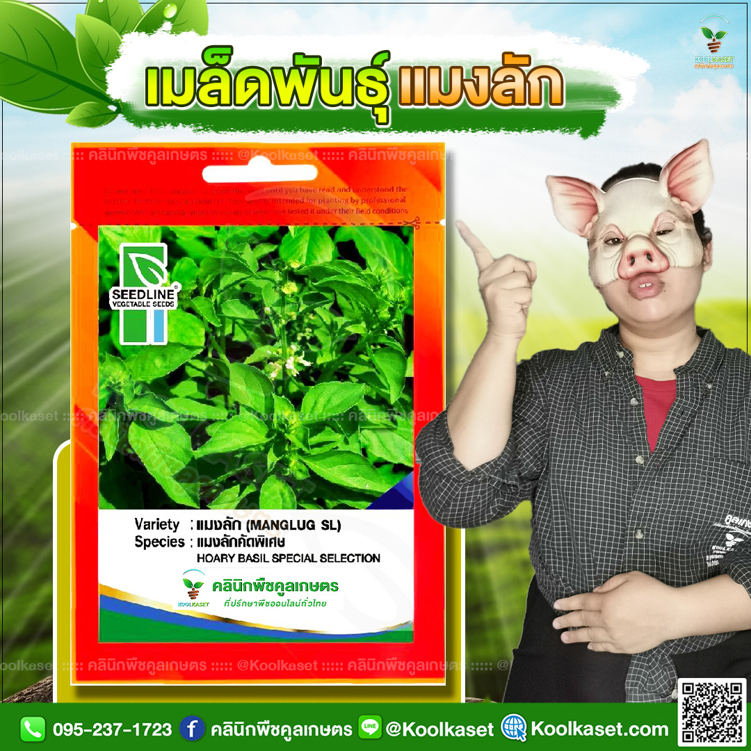 99 ปกซองเมล็ดผัก แมงลัก JPG80