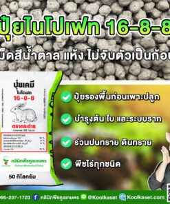 ปุ๋ยรองพื้น 16-8-8 ตรากระต่าย บำรุง ใบ ต้น ระบบราก เต็มสูตร แท้ 100% คูลเกษตร