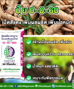 ปุ๋ยสูตร 0-0-60 ตราแนนซี่ เต็มสูตร เพิ่มน้ำหนัก เพิ่มแป้ง แท้ 100% คูลเกษตร