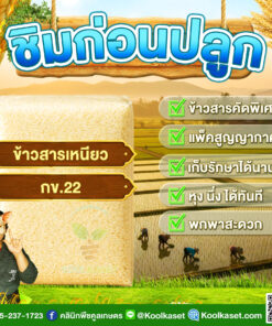 ข้าวสาร ชิมก่อนปลูก​​ ข้าวเหนียว กข.22 ข้าวใหม่ นุ่ม หอม เหนียวหนึบ คลินิกพืชคูลเกษตร