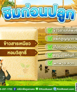 ข้าวสาร ชิมก่อนปลูก​​ ข้าวเหนียว หอมวิสุทธิ์ ข้าวใหม่ เหนียวนุ่ม กลิ่นหอม ละมุน น่าทาน คลินิกพืชคูลเกษตร