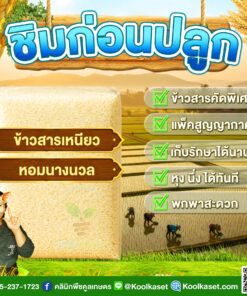 ข้าวสาร ชิมก่อนปลูก​​ พื้นเมือง ข้าวเหนียว หอมนางนวล กลิ่นหอม เหนียวนุ่ม คลินิกพืชคูลเกษตร