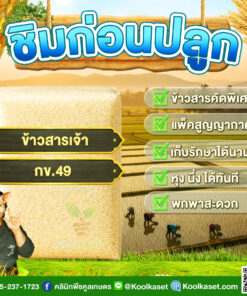 ข้าวสาร ชิมก่อนปลูก​​ ข้าวเจ้า กข.49 ข้าวใหม่ พื้นแข็ง หุงฟู ขึ้นหม้อ หุงขาย กำไรดี คลินิกพืชคูลเกษตร