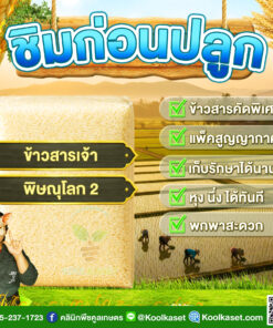 ข้าวสาร ชิมก่อนปลูก​​ ข้าวเจ้า พิษณุโลก​ 2 ข้าวใหม่ พื้นแข็ง หุงฟู ขึ้นหม้อ ไม่บูดง่าย ได้เยอะ คลินิกพืชคูลเกษตร