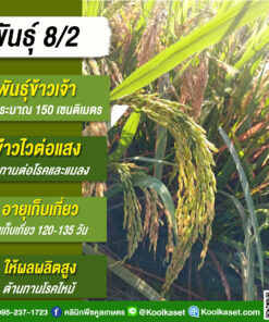 เมล็ดพันธุ์​ข้าว​ ข้าวเจ้า 8/2 นาปี นาปรัง ไม่ไวแสง นุ่ม ผลผลิตสูง 25 กก. คลินิกพืชคูลเกษตร KR37