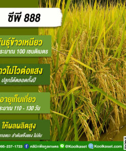 เมล็ดพันธุ์​ข้าว​ ข้าวเหนียว CP888 ซีพี888 นาปี นาปรัง ไม่ไวแสง เมล็ดเรียวยาว นุ่ม 20 กก. คลินิกพืชคูลเกษตร KR28