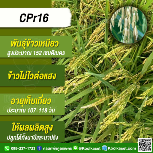 เมล็ดพันธุ์ ข้าว ข้าวเหนียว ซีพีไรซ์16 CP16 นาปี นาปรัง ไม่ไวแสง อ่อน ...