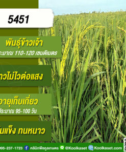 เมล็ดพันธุ์​ข้าว​ ข้าวเจ้า 5451 นาปี นาปรัง ไม่ไวแสง เมล็ดนิ่ม ทนดินเปรี้ยว 25 กก. คลินิกพืชคูลเกษตร KR51