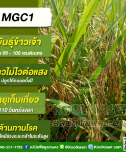 เมล็ดพันธุ์​ข้าว​ ข้าวเจ้า MGC1 เอ็มจีซี1 นาปี นาปรัง ไม่ไวแสง ต้านทานโรคง 25 กก. คลินิกพืชคูลเกษตร KR54