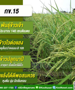 พันธุ์​ข้าว​เจ้า กข.15 ข้าวนาปี ไวแสง นุ่ม มีกลิ่นหอม คลินิกพืชคูลเกษตร KR12