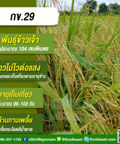 เมล็ดพันธุ์​ข้าว​ ข้าวเจ้า กข.29 ข้าวนาปี นาปรัง ไม่ไวแสง อายุ 99-103 วัน 25 กก. คลินิกพืชคูลเกษตร KR5