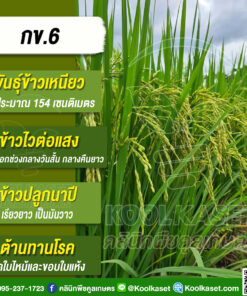 เมล็ดพันธุ์​ข้าว ดั้งเดิม ข้าวเหนียว กข.6 สูง นาปี ไวแสง หอมนุ่ม ทนแล้ง ผลผลิตสูง 25 กก. คลินิกพืชคูลเกษตร KR27