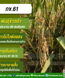 เมล็ดพันธุ์​ข้าว ข้าวเจ้า กข.61 ข้าวนาปี นาปรัง ไม่ไวแสง อายุ 87-96 วัน แข็ง 25 กก. คลินิกพืชคูลเกษตร KR9