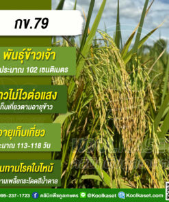 เมล็ดพันธุ์​ข้าว​ ข้าวเจ้า กข.79 นาปรัง ไม่ไวแสง แตกกอดี ลำต้นแข็ง 25 กก. คลินิกพืชคูลเกษตร KR44
