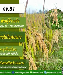 เมล็ดพันธุ์​ข้าว​ ข้าวเจ้า กข.81 นาปี นาปรัง ไม่ไวแสง เมล็ดสั้น ข้าวโปรตีนสูง สำหรับเลี้ยงสัตว์ 25 กก. คลินิกพืชคูลเกษตร KR70