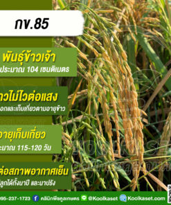 เมล็ดพันธุ์​ข้าว ​ข้าวเจ้า กข.85 ข้าวนาปี นาปรัง ไม่ไวแสง อายุ 115-120 วัน แข็ง คลินิกพืชคูลเกษตร KR10