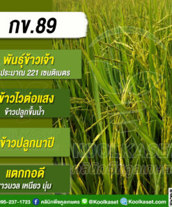เมล็ดพันธุ์​ข้าว​ ข้าวเจ้า กข.89 ข้าวนาปี ไวแสง ขาวนวล เหนียว นุ่ม 25 กก. คลินิกพืชคูลเกษตร KR15