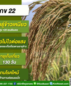 เมล็ดพันธุ์​ข้าว​ ​ทดลองปลูก ข้าวเหนียว กข.22 นาปี นาปรัง ไม่ไวแสง กลิ่นหอม ต้านทานโรค 25 กก. คลินิกพืชคูลเกษตร KR25