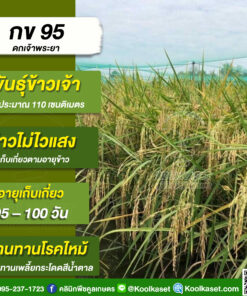 เมล็ดพันธุ์​ข้าว​​ ข้าวเจ้า กข.95  นาปี นาปรัง ไม่ไวแสง ผลผลิตสูง ต้านทานเพลี้ย คลินิกพืชคูลเกษตร KR17
