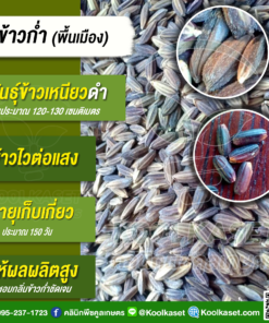 เมล็ดพันธุ์​ ข้าว​เหนียวดำ (ข้าวก่ำ) หนัก นาปี นาปรัง เหมาะทำขนมหวาน 20 กก. คลินิกพืชคูลเกษตร KR41(ต้นฉบับ)