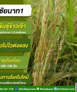 เมล็ดพันธุ์​ข้าว​ ข้าวเจ้า ชัยนาท1 นาปี นาปรัง ไม่ไวแสง 25 กก. คลินิกพืชคูลเกษตร KR40