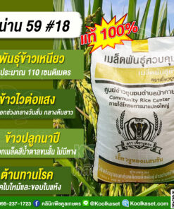 เมล็ดพันธุ์​ข้าว​ว​ ข้าวเหนียว น่าน 59 (เขี้ยวงูทอง) ข้าวนาปี ไวแสง หอมนุ่ม ต้นเตี้ย ไม่ล้ม 25 กก. คลินิกพืชคูลเกษตร