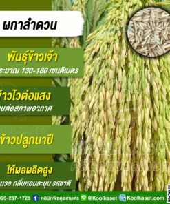 เมล็ดพันธุ์​ข้าว​ ข้าวเจ้า ผกาลำดวน ข้าวนาปี ไวแสง หอมนุ่ม ผลผลิตสูง 20 กก. คลินิคพืชคูลเกษตร KR38