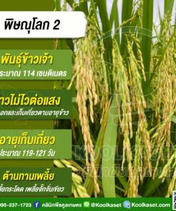 พันธุ์​ข้าว​เจ้า พิษณุโลก​2 ข้าวนาปี นาปรัง ไม่ไวแสง 25 กิโลกรัม คลินิกพืชคูลเกษตร KR11