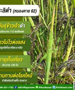 เมล็ดพันธุ์​ข้าว​ ข้าวเจ้า มะลิดำ กข.83 หนองคาย 62 นาปี ไวแสง 20 กก. คลินิกพืชคูลเกษตร KR39