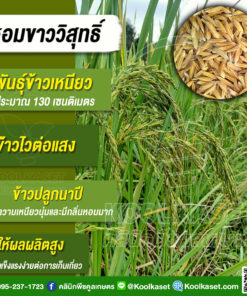 เมล็ดพันธุ์​ข้าว​ ข้าวเหนียว หอมวิสุทธิ์ นาปี ไวแสง ต้นเตี้ย เหนียวนุ่ม ผลผลิตสูง 20 กก. คลินิกพืชคูลเกษตร KR29