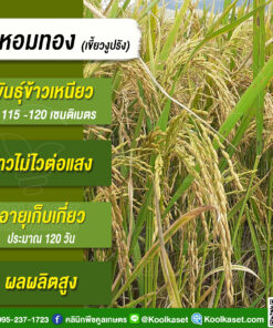 เมล็ดพันธุ์​ข้าว​ ข้าวเหนียว หอมทอง เขี้ยวงู เชียงราย นาปี ไวแสง นุ่ม 20 กก. คลินิกพืชคูลเกษตร KR26.1