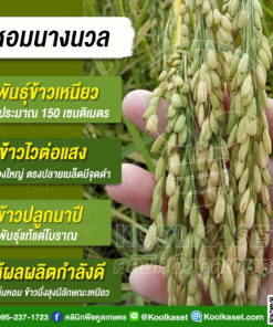 เมล็ดพันธุ์​ข้าว​ พื้นเมือง ข้าวเหนียว หอมนางนวล ข้าวนาปี ไวแสง กลิ่นหอม เหนียวนุ่ม 20 กก. คลินิกพืชคูลเกษตร KR32
